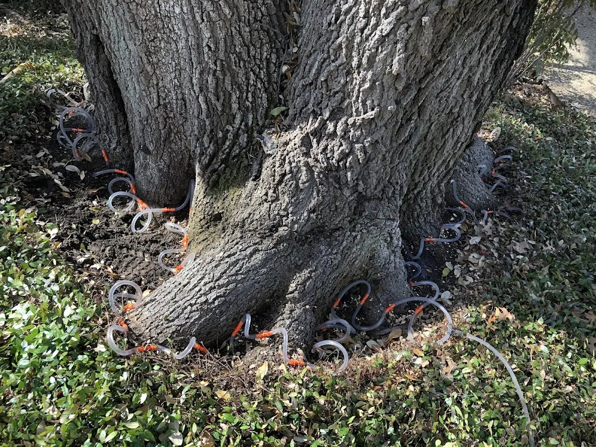 Detailed Tree Cabling and Bracing job site in York Haven