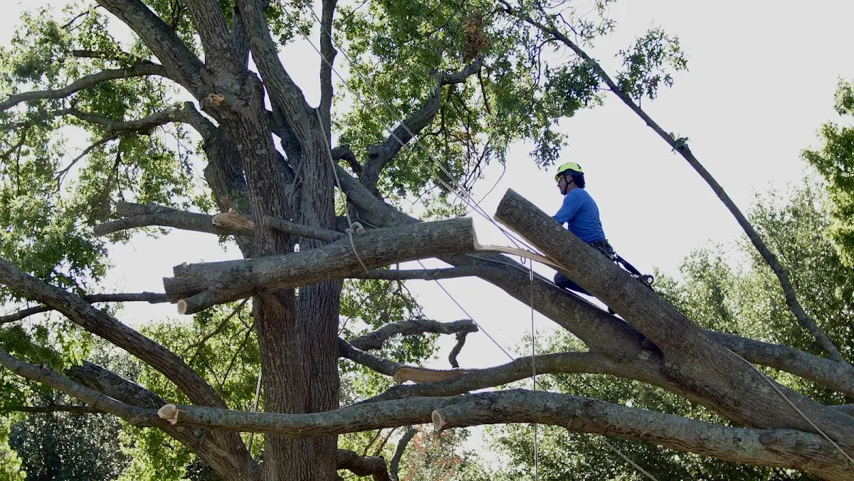 Professional Crown Thinning performed by certified arborists in York Haven