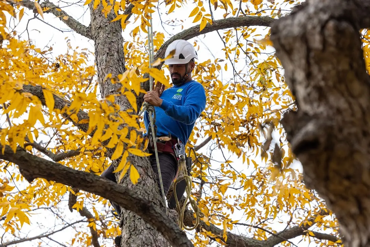 Skilled Tree Pruning crew working in York Haven