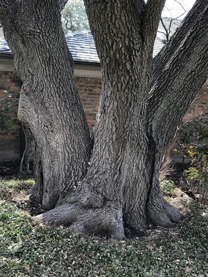 Mature heritage tree close to a York Haven property cared for by certified arborists